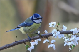 <p>SÝKORA MODŘINKA (Cyanistes caeruleus) ---- /Eurasian blue tit - Blaumeise/</p>